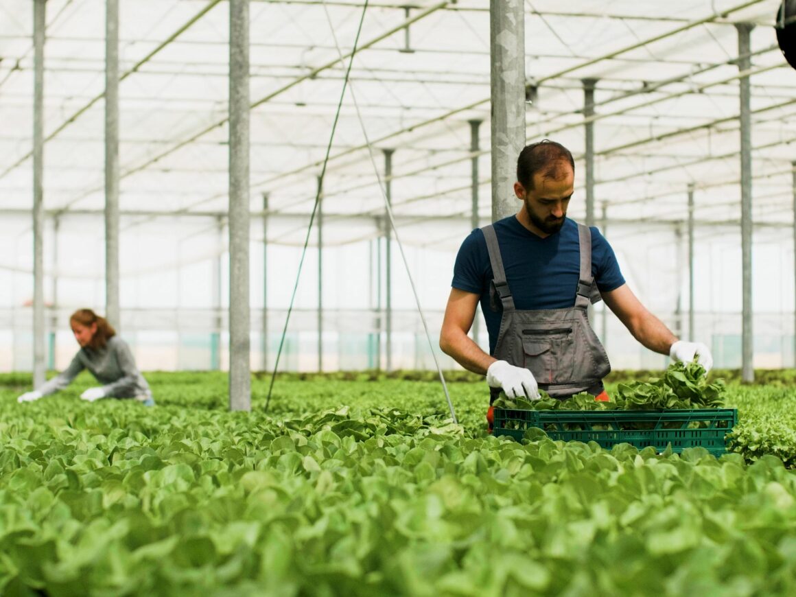 Faaji Farms: Greenhouse Agronomist Opportunity (Zaria, Kaduna)