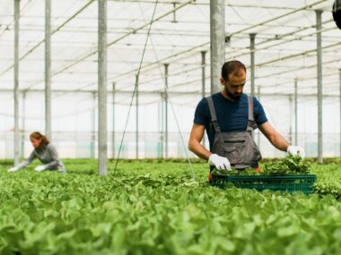 Faaji Farms: Greenhouse Agronomist Opportunity (Zaria, Kaduna)